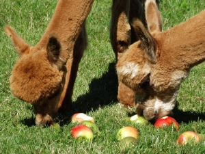 Alpaca's op minicamping De Boskreek in Breskens